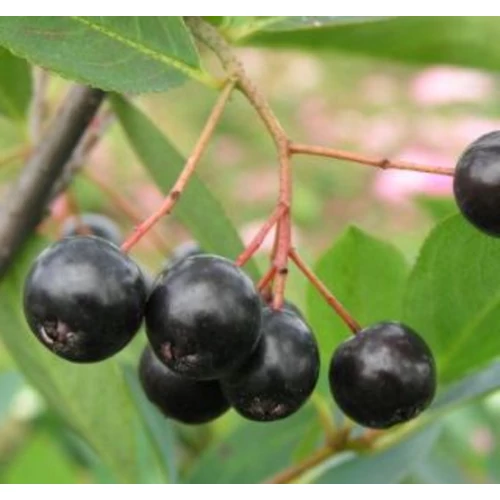 Aronia melanocarpa 'Hugin'