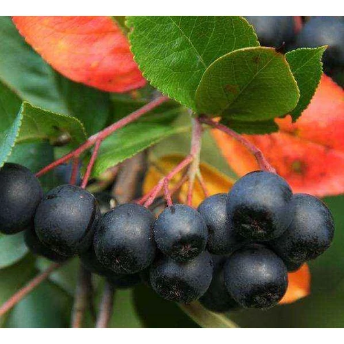 Aronia melanocarpa