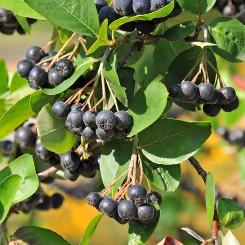 Aronia prunifolia 'Nero'