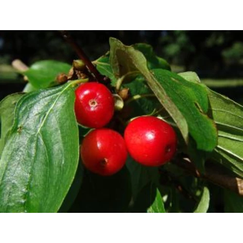 Cornus mas