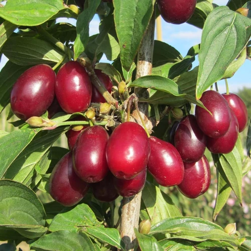 Cornus mas 'Jolico'