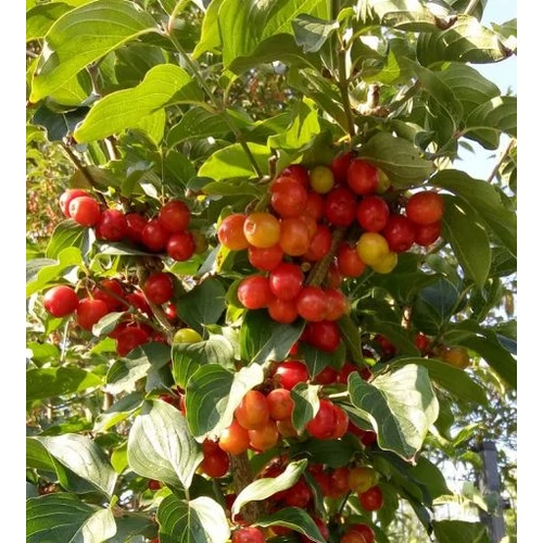 Som húsos piros  - Cornus mas 'Korallowyj Marka' 20/40cm K2l