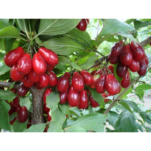 Cornus mas 'Kostia'