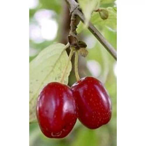 Cornus mas 'Piros nagy gyümölcsű'