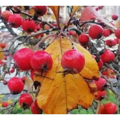 Crataegus pinnatifida 'Bíbor'