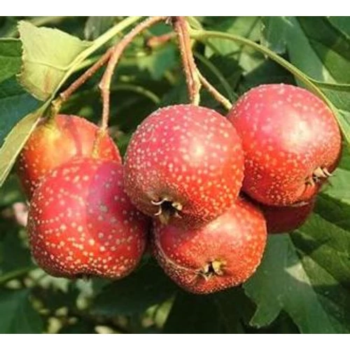 Crataegus pinnatifida 'Karmazsin'
