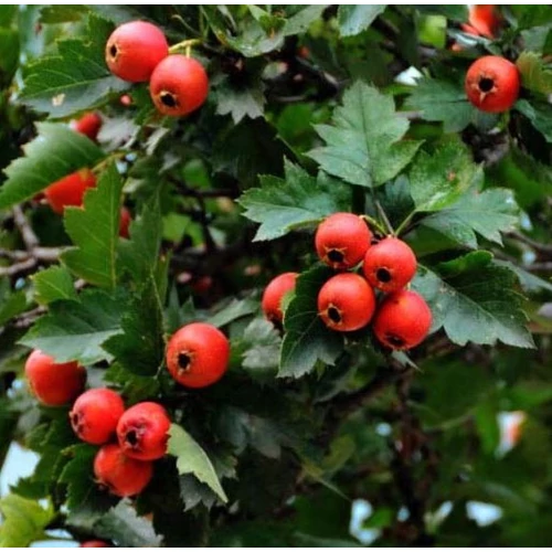 Galagonya ehető (konténeres) - Crataegus pinnatifida 'Korall' 150/175cm K5l