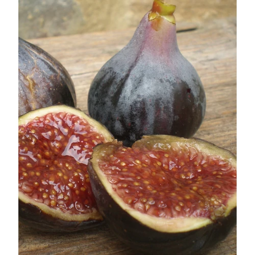 Ficus carica 'Cuello de Dama Negra'
