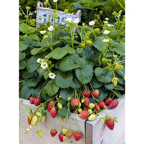 Fragaria