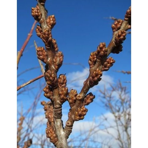 Hippophae rhamnoides 'Opylovac'