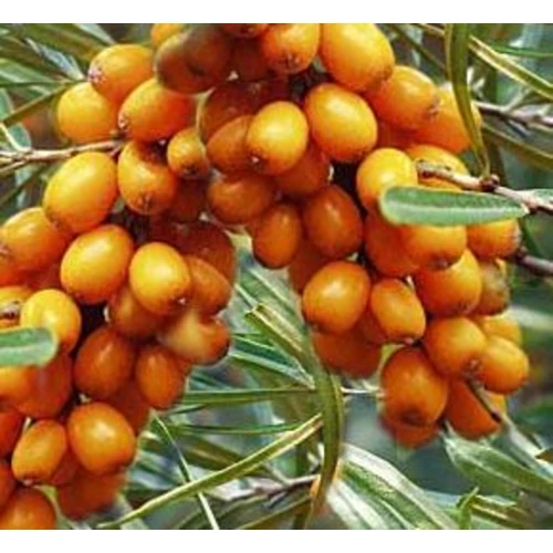 Hippophae rhamnoides 'Friesdorfer Orange'