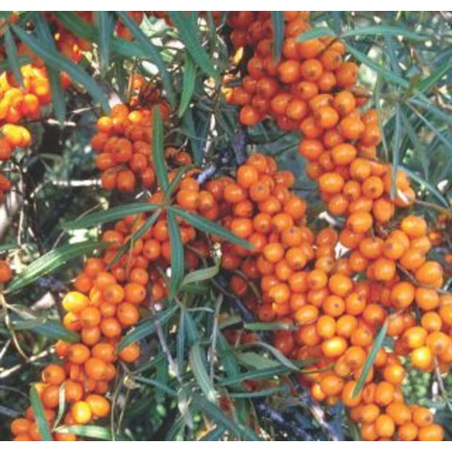 Hippophae rhamnoides 'Frugana'