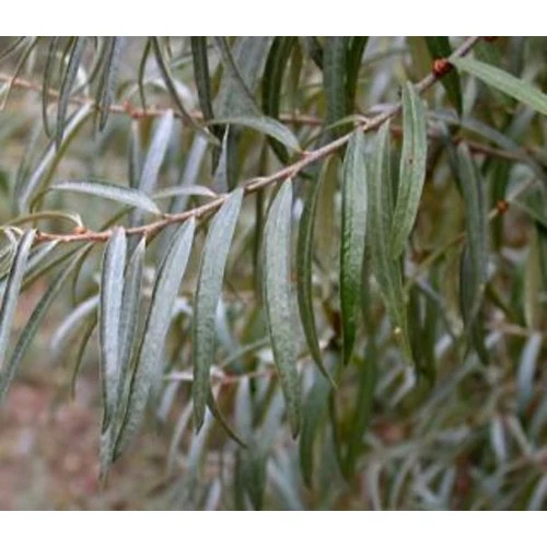 Hippophae rhamnoides 'Pollmix'