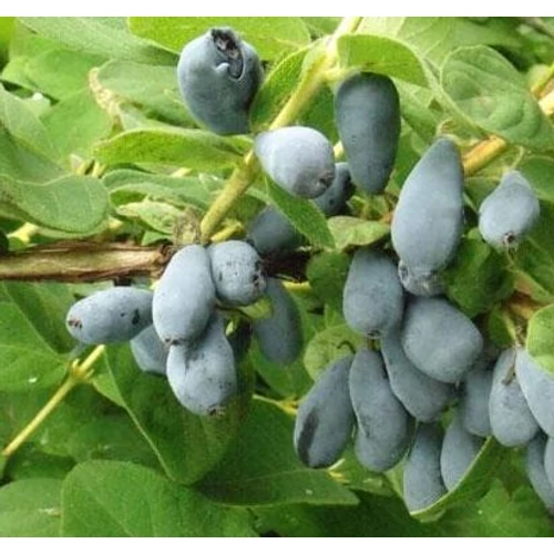 Lonicera kamtschatica