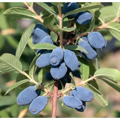 Lonicera kamtschatica 'Honeybee'