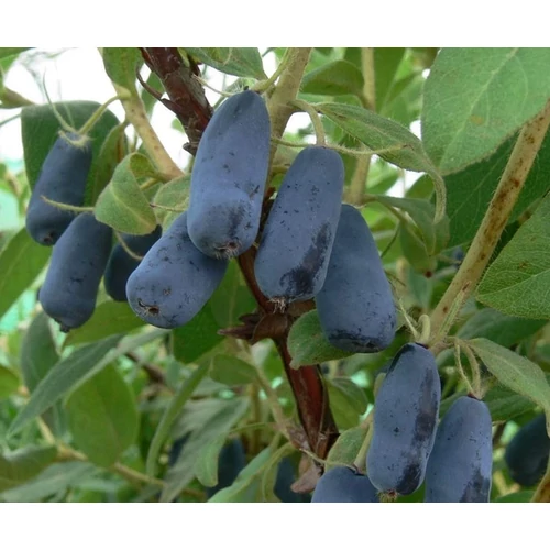Lonicera kamtschatica 'Indigo Gem'