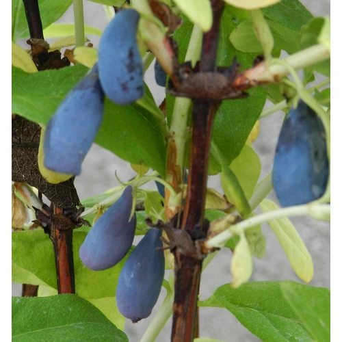 Kamcsatkai mézbogyó (konténeres) - Lonicera kamtschatica 'Vostorg' 60/80cm K5l