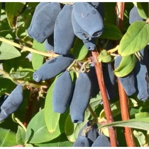Lonicera kamtschatica 'Wojtek'