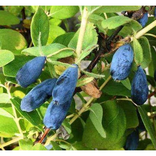 Lonicera kamtschatica 'Woloszebnica'