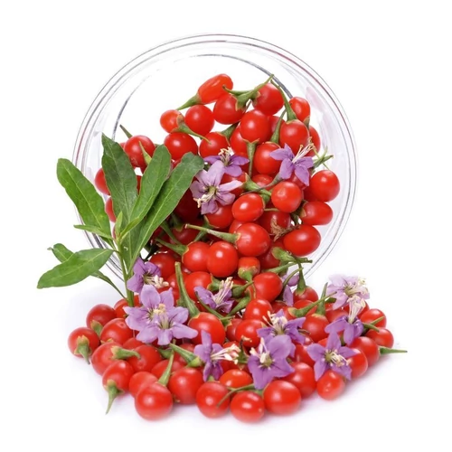 Lycium barbarum