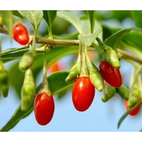 Lycium chinense 'Korean Big'