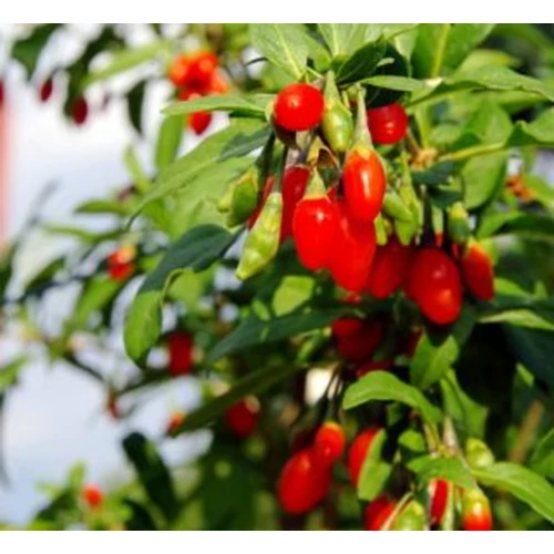 Lycium chinense 'Sweet'