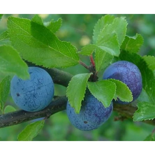 Prunus spinosa