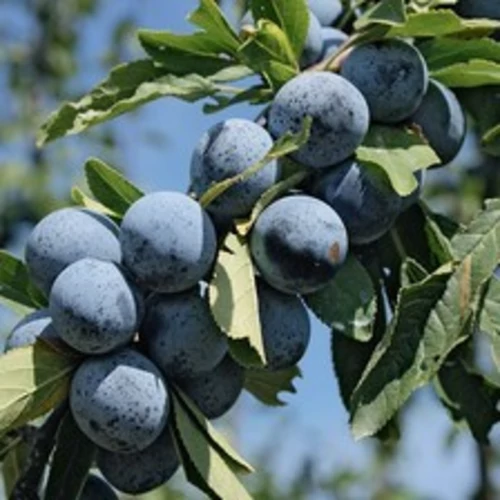 Prunus spinosa 'Szentendrei bőtermő'