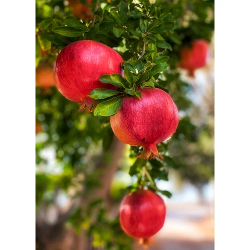 Punica granatum 'Mollar de Elche'