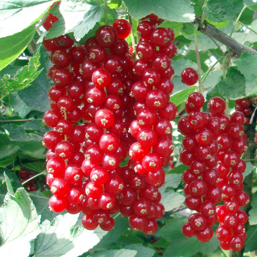 Ribes rubrum 'Jonkheer van Tets'