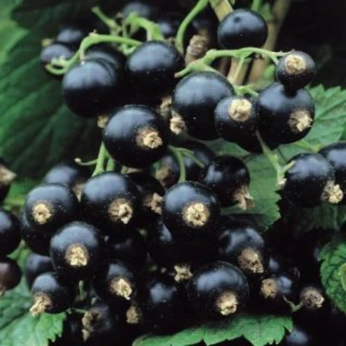 Ribes nigrolaria