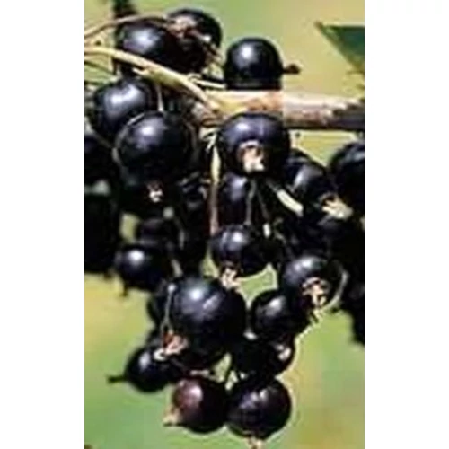 Ribes nigrum 'Fertődi 1.'