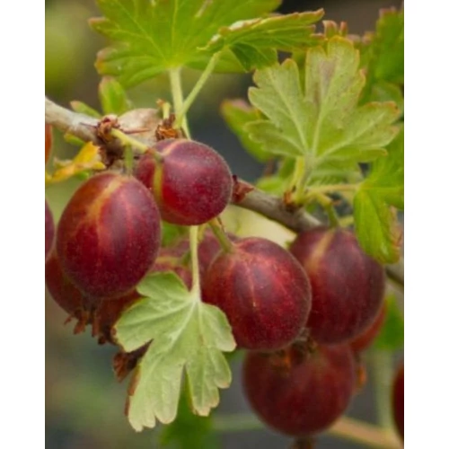 Ribes uva-crispa 'Rokula'