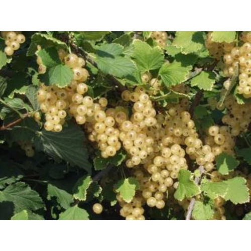 Ribizli bokor fehér termésű (konténeres) - Ribes rubrum 'Blanka' 10/20cm K9x9cm