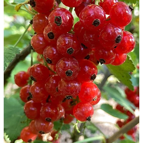 Ribes rubrum 'Rovada'