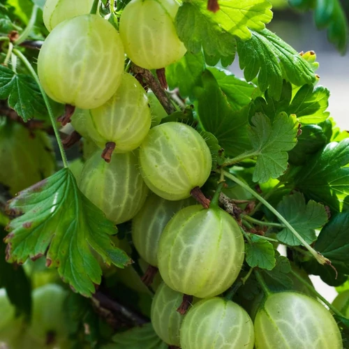 Ribes uva-crispa 'Invicta'