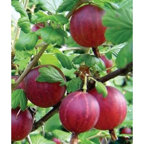 Ribes uva-crispa 'Captivator'