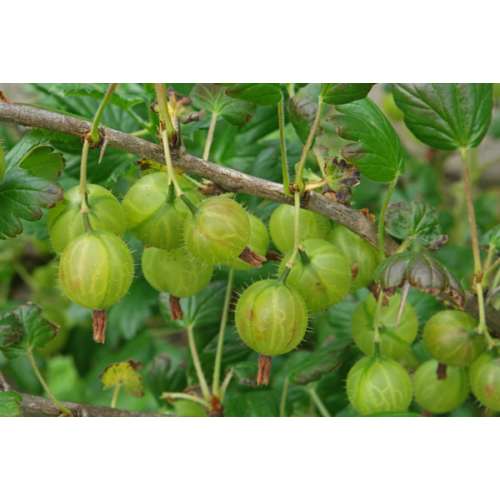 Ribes uva-crispa 'Pallagi óriás'