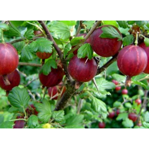 Egres bokor piros termésű (Köszméte) (konténeres) - Ribes uva-crispa 'Piros Ízletes' 10/20cm K9x9cm