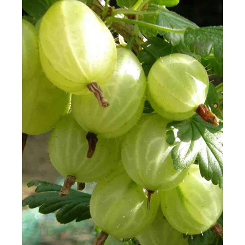 Ribes uva-crispa 'Rodnik'