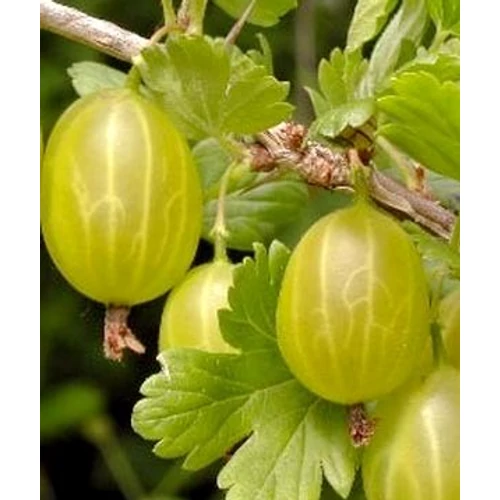 Ribes uva-crispa 'Zöld Győztes'