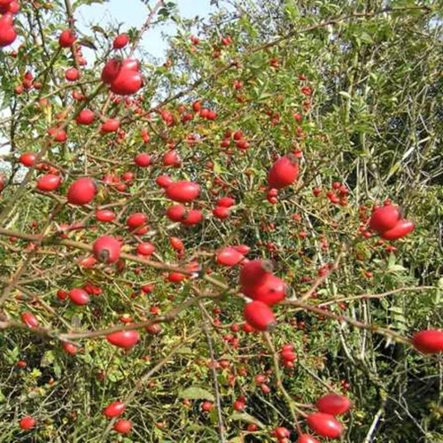 Rosa 'Canina'