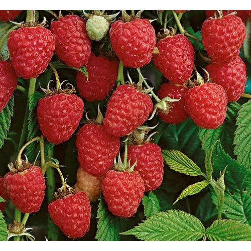 Rubus idaeus 'Autumn Bliss'