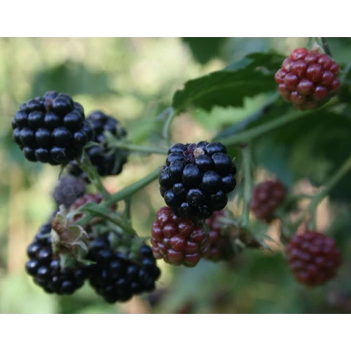 Rubus fruticosus