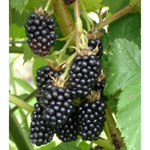 Rubus rusticanus inermis (fruticosus) 'Dirksen'