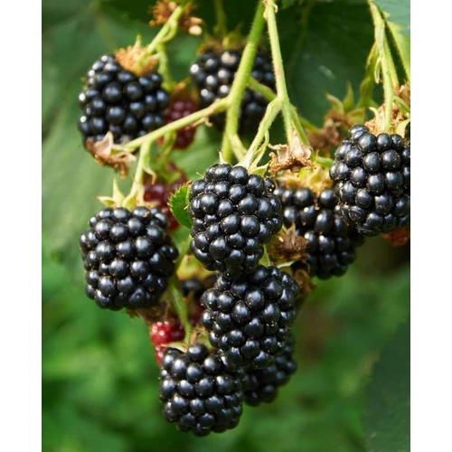 Rubus rusticanus inermis (fruticosus) 'Loch Ness'