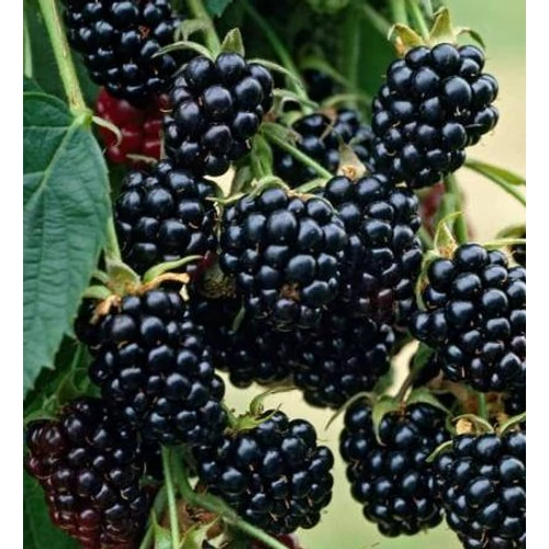 Rubus rusticanus inermis (fruticosus) 'Thornfree'