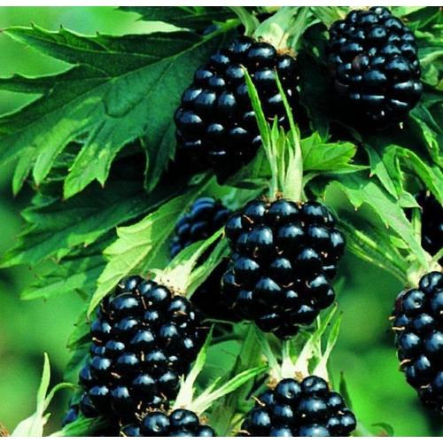 Rubus fruticosus 'Thornless Evergreen'