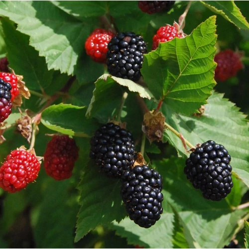 Rubus rusticanus inermis (fruticosus) 'Triple Crown'