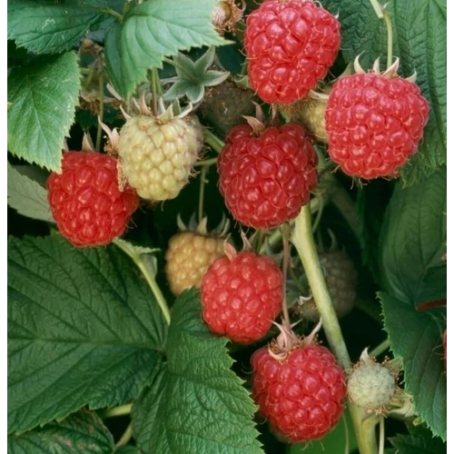 Rubus idaeus 'Glen Ample'